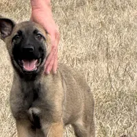 Sussie , a female Belgian Malinois and German Shepherd Dog for sale in Streetman, TX – Photo 3 of 9