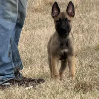 Sussie , a female Belgian Malinois and German Shepherd Dog for sale in Streetman, TX – Photo 5 of 9