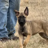 Sussie , a female Belgian Malinois and German Shepherd Dog for sale in Streetman, TX – Photo 4 of 9