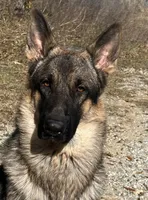 Gage, a male German Shepherd Dog for sale in Streetman, TX – Photo 8 of 10