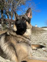 Gage, a male German Shepherd Dog for sale in Streetman, TX – Photo 9 of 10