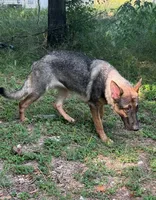 Gage, a male German Shepherd Dog for sale in Streetman, TX – Photo 7 of 10