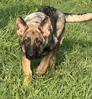 Gage, a male German Shepherd Dog for sale in Streetman, TX – Photo 2 of 10