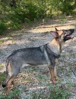 Gage, a male German Shepherd Dog for sale in Streetman, TX – Photo 4 of 10
