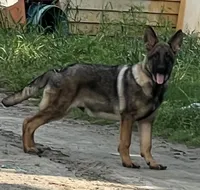 Gage, a male German Shepherd Dog for sale in Streetman, TX – Photo 1 of 10