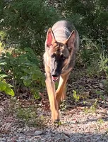 Gage, a male German Shepherd Dog for sale in Streetman, TX – Photo 6 of 10