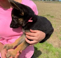 Lilli AKC Registered, a female German Shepherd Dog for sale in Streetman, TX – Photo 2 of 10