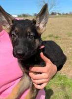 Lilli AKC Registered, a female German Shepherd Dog for sale in Streetman, TX – Photo 3 of 10