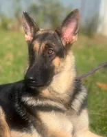 Lilli AKC Registered, a female German Shepherd Dog for sale in Streetman, TX – Photo 8 of 10