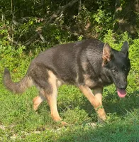 Lilli AKC Registered, a female German Shepherd Dog for sale in Streetman, TX – Photo 6 of 10