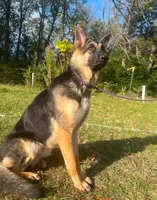 Lilli AKC Registered, a female German Shepherd Dog for sale in Streetman, TX – Photo 7 of 10