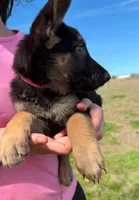 Lilli AKC Registered, a female German Shepherd Dog for sale in Streetman, TX – Photo 1 of 10