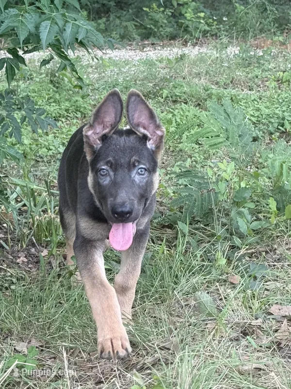 Delta  – German Shepherd Dog puppy for sale in Streetman, TX