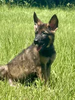 Bax, a male German Shepherd Dog for sale in Streetman, TX – 3 of 7