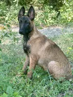 Cookie, a female Belgian Malinois and German Shepherd Dog for sale in Streetman, TX – 6 of 8