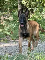 Cookie, a female Belgian Malinois and German Shepherd Dog for sale in Streetman, TX – 5 of 8