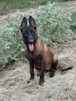 Gator, a male Belgian Malinois for sale in Streetman, TX – 3 of 7