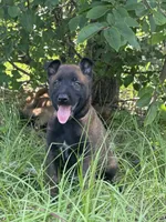 Stryder, a male Belgian Malinois for sale in Streetman, TX – 4 of 7