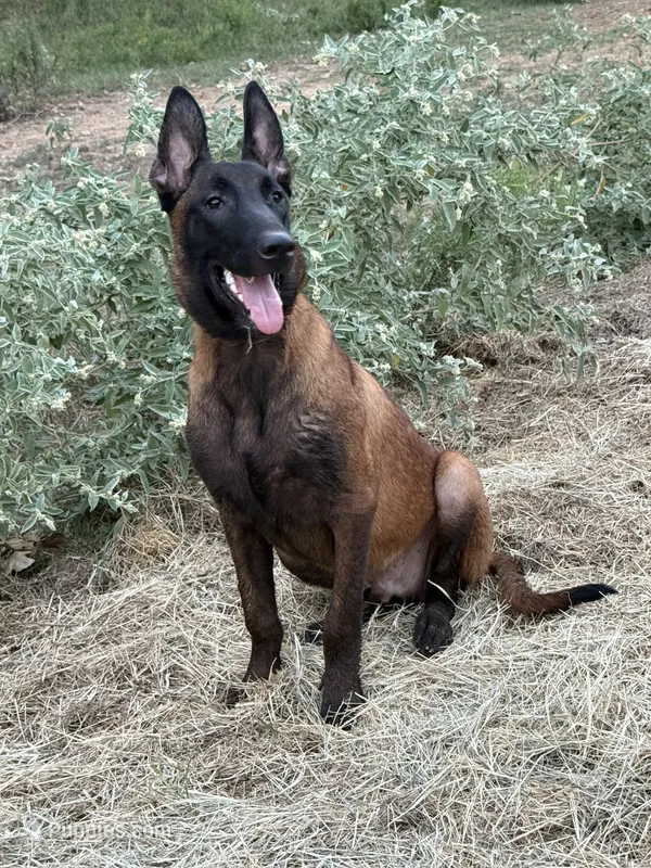 Gator – Belgian Malinois puppy for sale in Streetman, TX