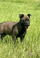 Stryder, a male Belgian Malinois for sale in Streetman, TX – 3 of 7
