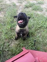 Hawk, a male Belgian Malinois for sale in Streetman, TX – 3 of 6