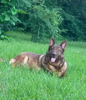 Sasha , a female German Shepherd Dog for sale in Streetman, TX – 2 of 5