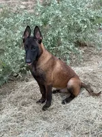 Gator, a male Belgian Malinois for sale in Streetman, TX – 5 of 7