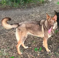 Bax, a male German Shepherd Dog for sale in Streetman, TX – 5 of 7