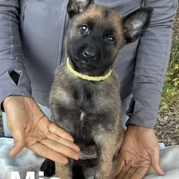 Mia, a female Belgian Malinois for sale in Streetman, TX – Photo 2 of 10