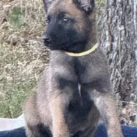 Mia, a female Belgian Malinois for sale in Streetman, TX – Photo 6 of 10