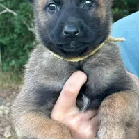 Mia, a female Belgian Malinois for sale in Streetman, TX – Photo 1 of 10