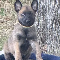 Mia, a female Belgian Malinois for sale in Streetman, TX – Photo 4 of 10