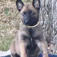 Mia, a female Belgian Malinois for sale in Streetman, TX – Photo 5 of 10