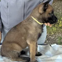 Mia, a female Belgian Malinois for sale in Streetman, TX – Photo 3 of 10