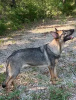 Levi, a male German Shepherd Dog for sale in Streetman, TX – Photo 7 of 9