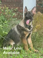 Levi, a male German Shepherd Dog for sale in Streetman, TX – Photo 1 of 9