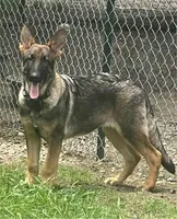 Levi, a male German Shepherd Dog for sale in Streetman, TX – Photo 3 of 9
