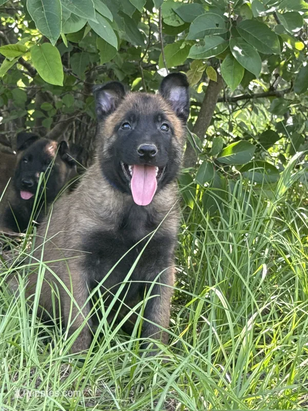 Vice – Belgian Malinois puppy for sale in Streetman, TX