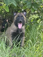 Vice, a male Belgian Malinois for sale in Streetman, TX – 1 of 4