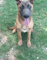 Max, a male Belgian Malinois and German Shepherd Dog for sale in Streetman, TX – 5 of 9