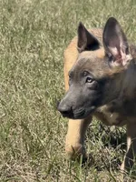Trigger, a male Belgian Malinois and German Shepherd Dog for sale in Streetman, TX – Photo 5 of 10