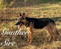 Trigger, a male Belgian Malinois and German Shepherd Dog for sale in Streetman, TX – Photo 7 of 10