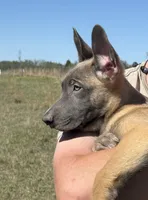 Trigger, a male Belgian Malinois and German Shepherd Dog for sale in Streetman, TX – Photo 4 of 10