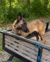 Trigger, a male Belgian Malinois and German Shepherd Dog for sale in Streetman, TX – Photo 10 of 10