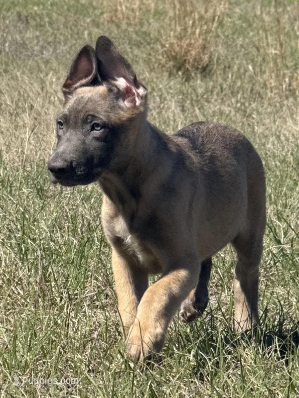 Trigger – Belgian Malinois, German Shepherd Dog puppy for sale in Streetman, TX