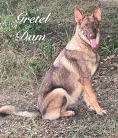 Bax, a male German Shepherd Dog for sale in Streetman, TX – 4 of 7