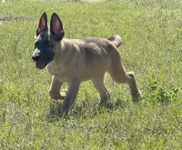 Jax, a male Belgian Malinois and German Shepherd Dog for sale in Streetman, TX – Photo 6 of 10