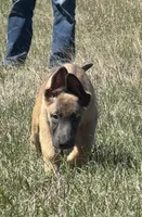 Jax, a male Belgian Malinois and German Shepherd Dog for sale in Streetman, TX – Photo 5 of 10