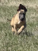 Jax, a male Belgian Malinois and German Shepherd Dog for sale in Streetman, TX – Photo 2 of 10
