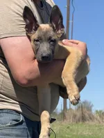 Jax, a male Belgian Malinois and German Shepherd Dog for sale in Streetman, TX – Photo 4 of 10